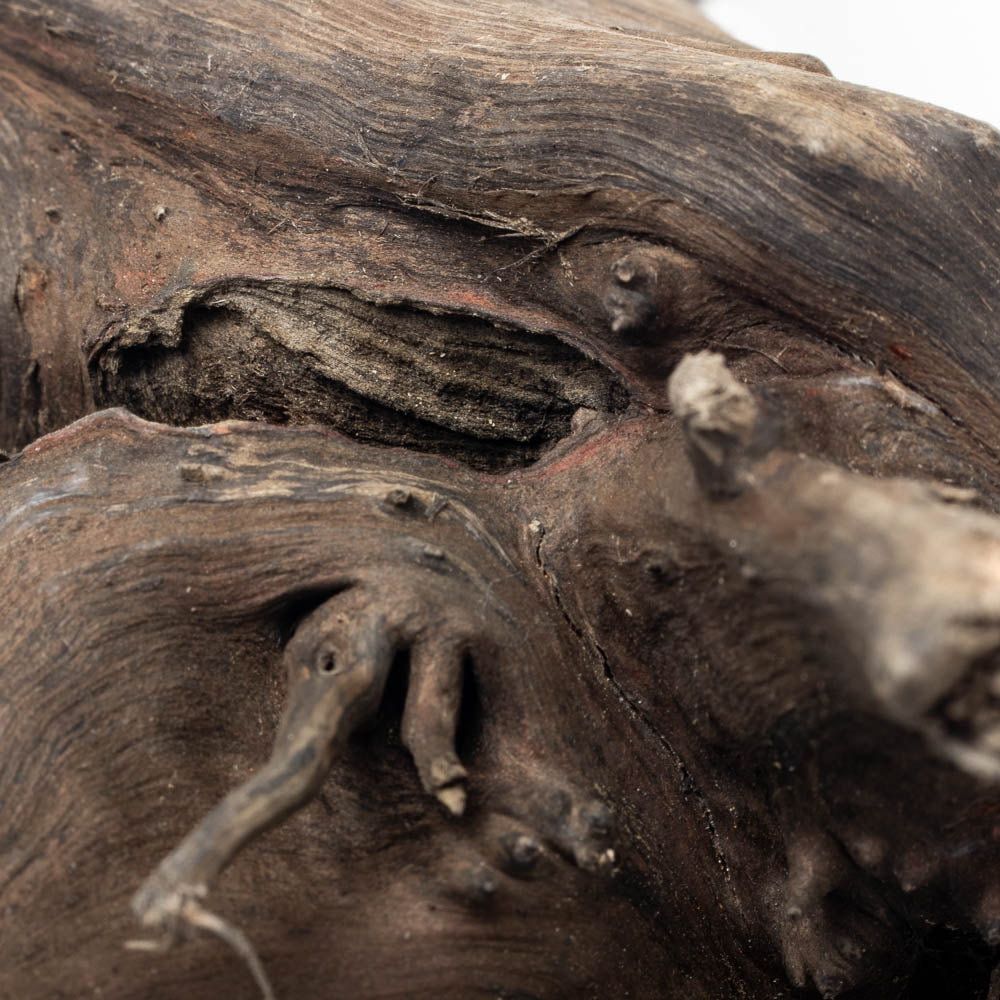 Shop Black Forest Spider Wood Hardscape - Glass Aqua