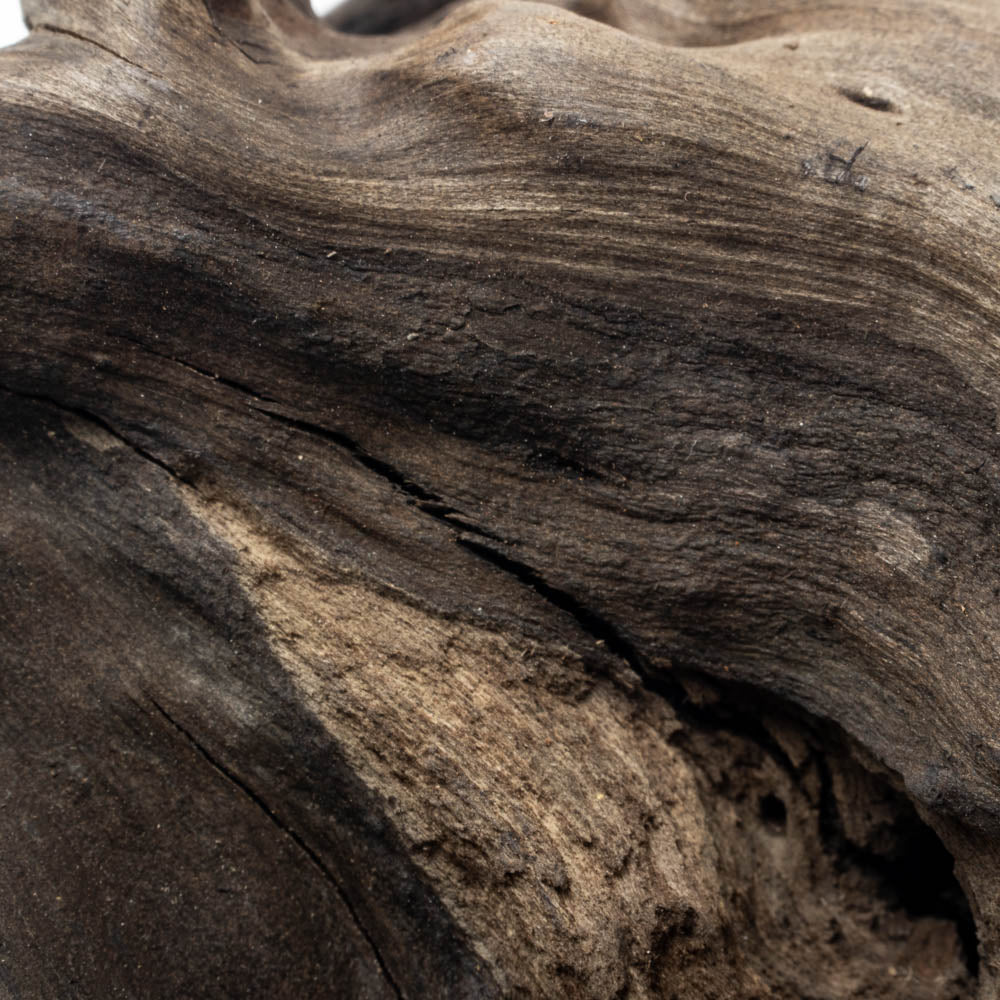 Shop Black Forest Spider Wood Hardscape - Glass Aqua
