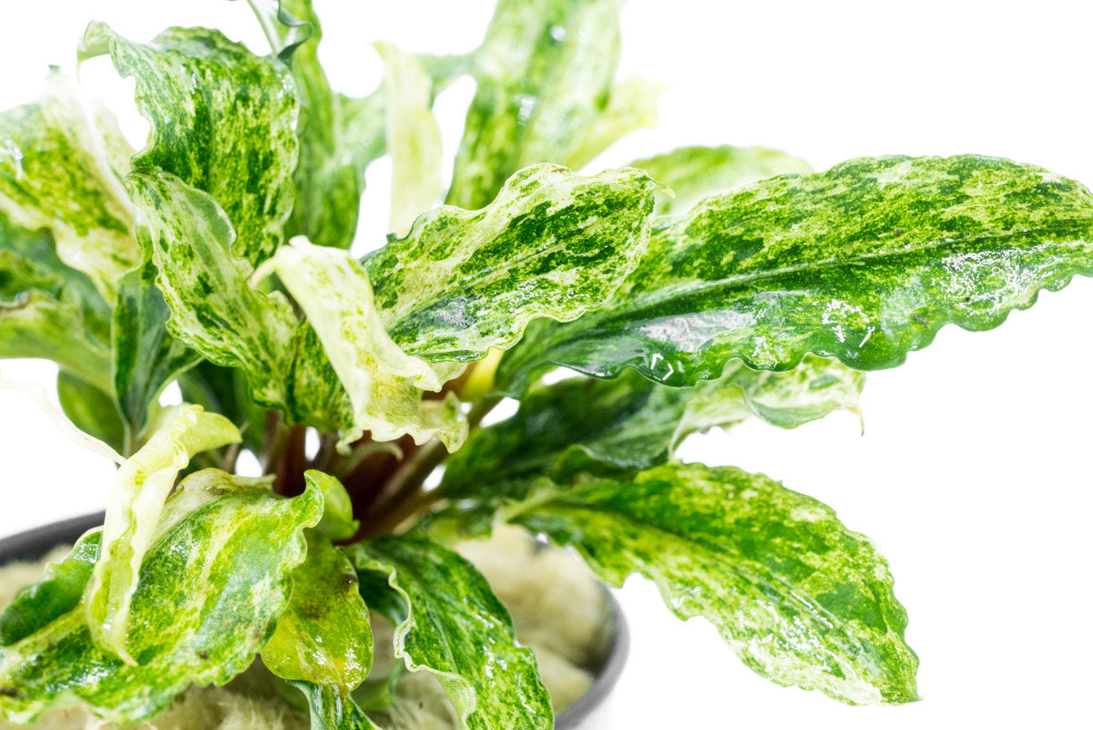 Shop Bucephalandra Variegated Marble Aquatic Plants - Glass Aqua