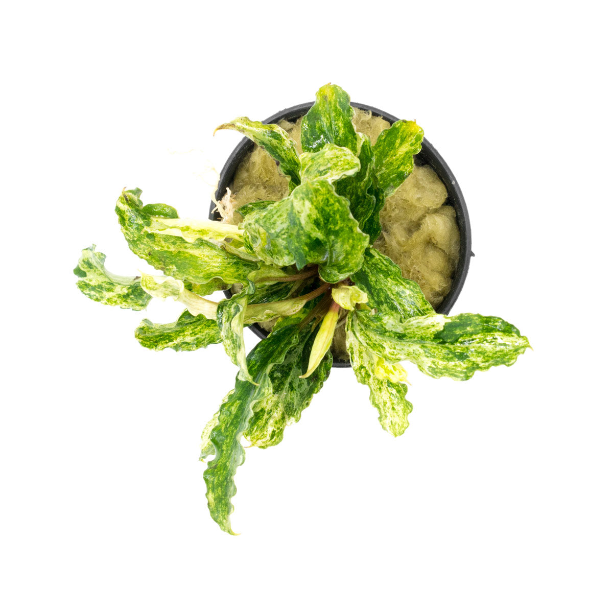 Shop Bucephalandra Variegated Marble Aquatic Plants - Glass Aqua