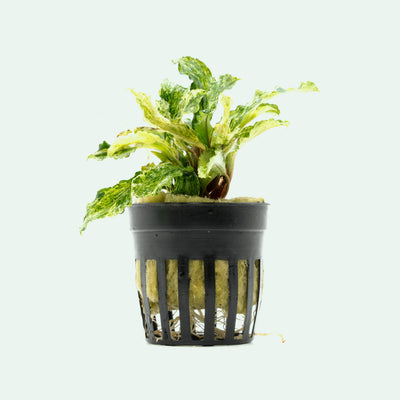 Shop Bucephalandra Variegated Marble Aquatic Plants - Glass Aqua
