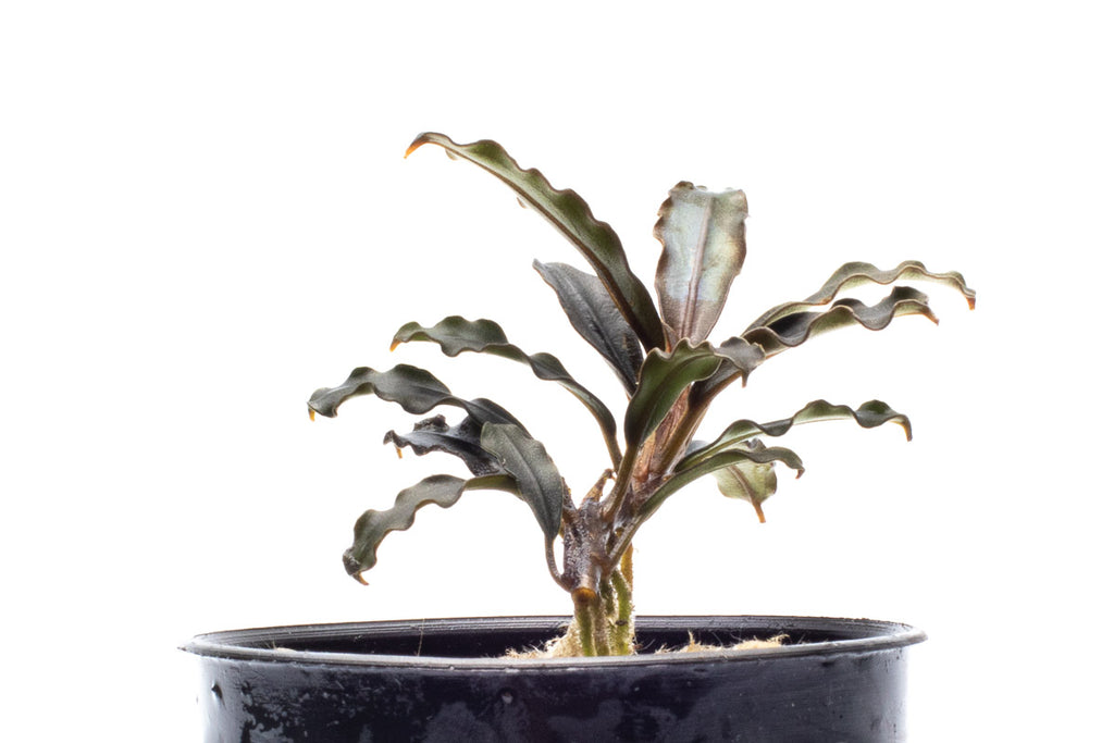 Shop Bucephalandra Brownie Phoenix Brown Aquatic Plants - Glass Aqua