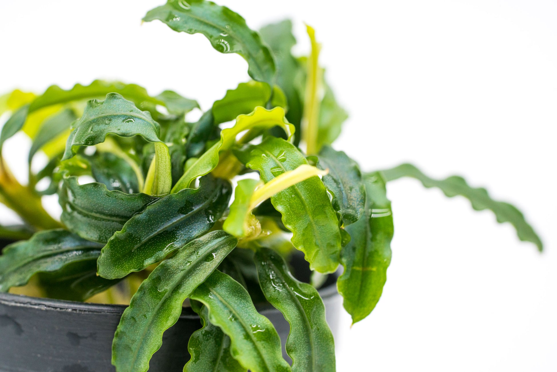 Shop Bucephalandra Biblis Blue Aquatic Plants - Glass Aqua
