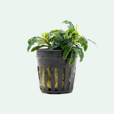 Shop Bucephalandra Biblis Blue Aquatic Plants - Glass Aqua