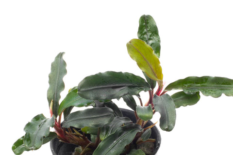 Shop Bucephalandra Dark Green Wavy Aquatic Plants - Glass Aqua