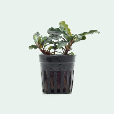 Shop Bucephalandra Dark Green Wavy Aquatic Plants - Glass Aqua