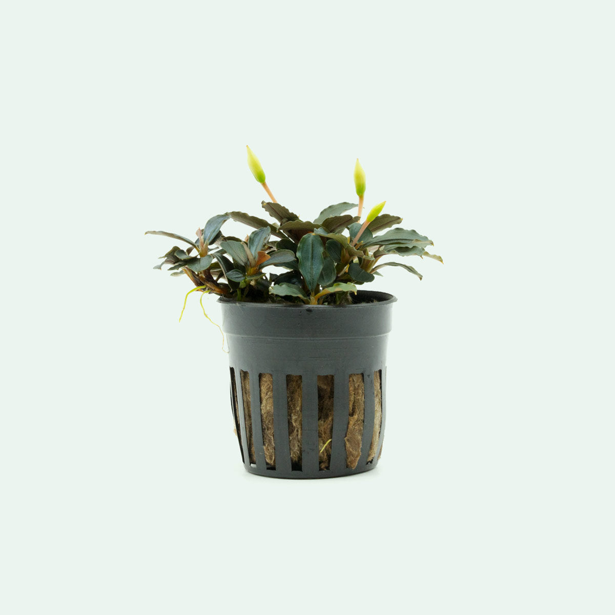 Bucephalandra Red Mini - Glass Aqua