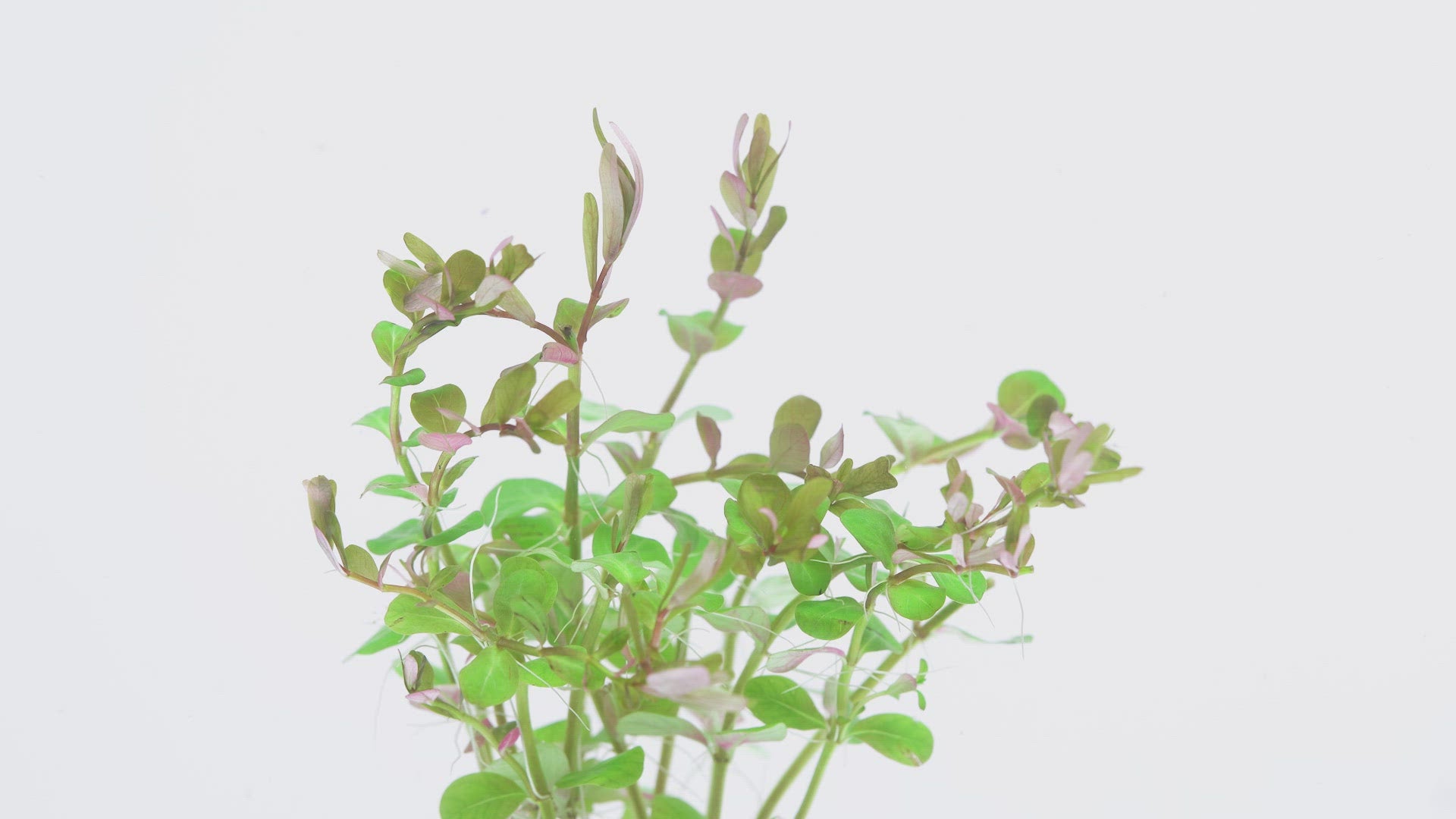 Rotala Manipurensis Rare Aquarium Plant for Planted Aquarium Tank