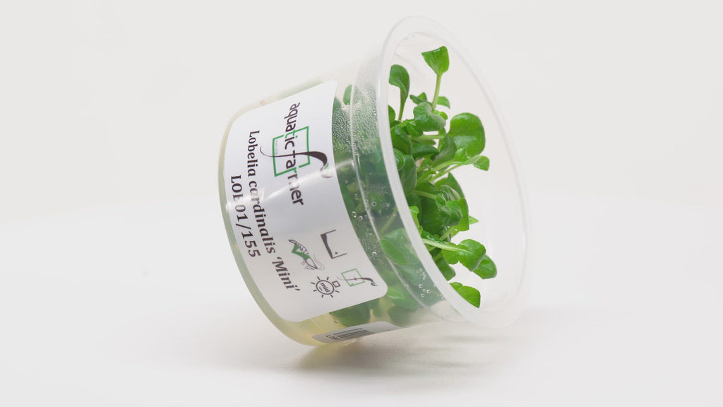 Shop Lobelia Cardinalis Mini Aquatic Farmer Tissue Culture Aquatic Plants - Glass Aqua