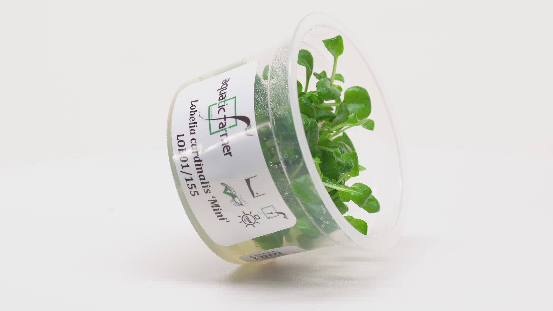 Shop Lobelia Cardinalis Mini Aquatic Farmer Tissue Culture Aquatic Plants - Glass Aqua