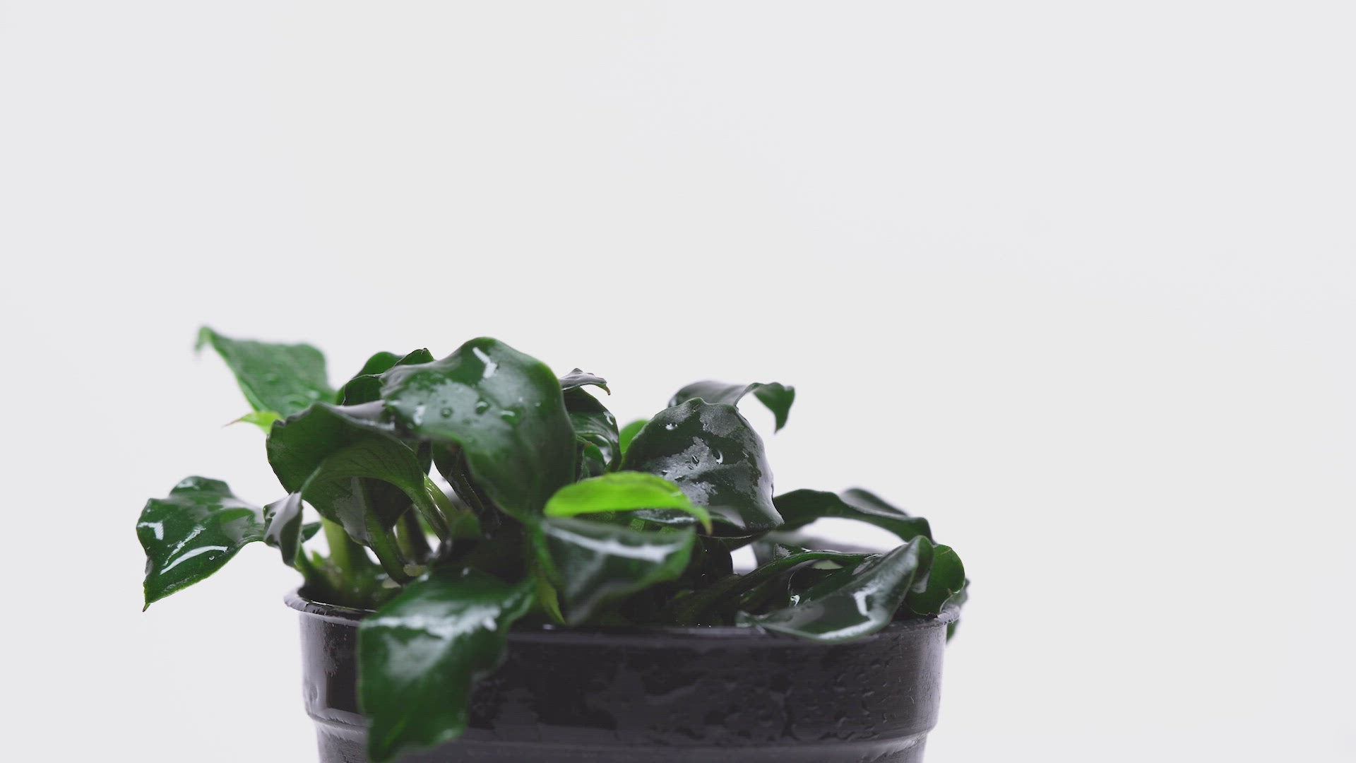 Anubias Barteri Dark Angel Easy Live Aquarium Plant for Planted Tank