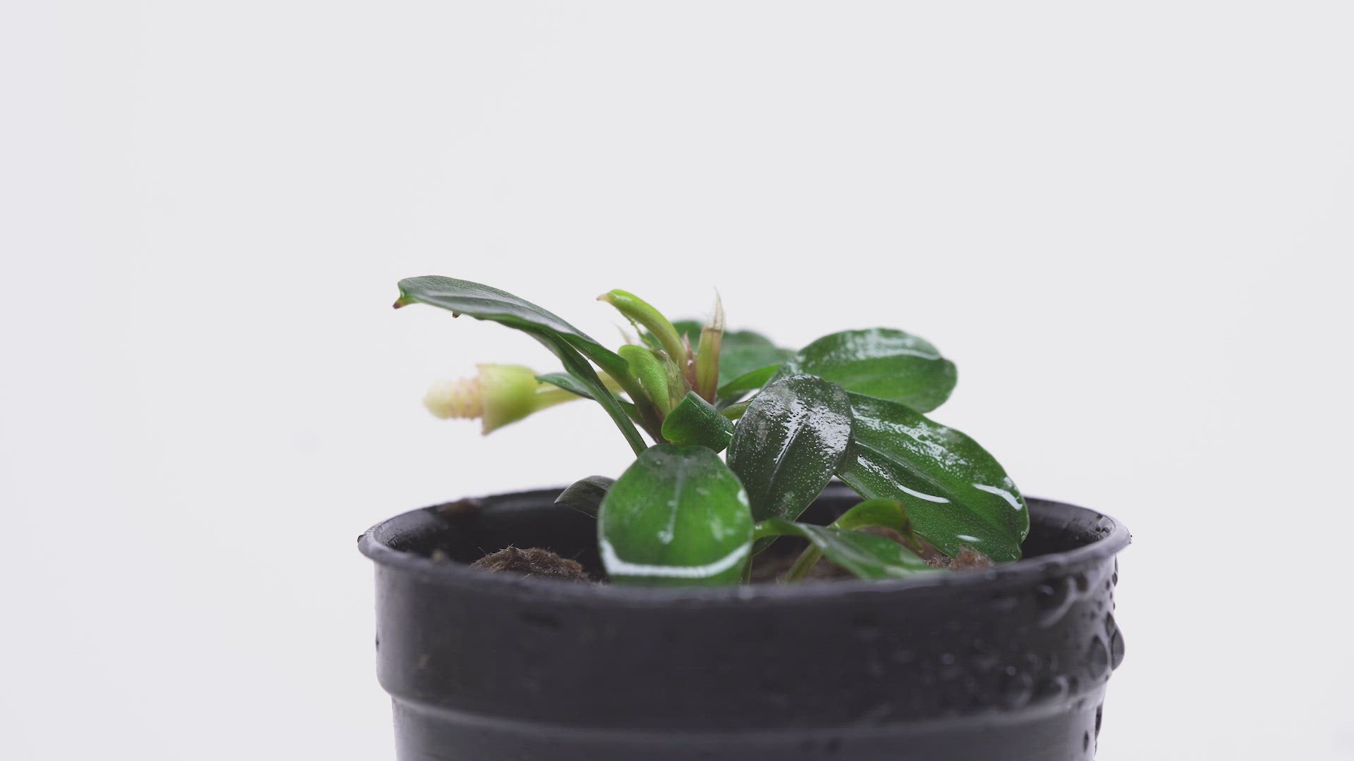 Bucephalandra Apple Leaf Live Bucephalandra Plant for Planted Tank