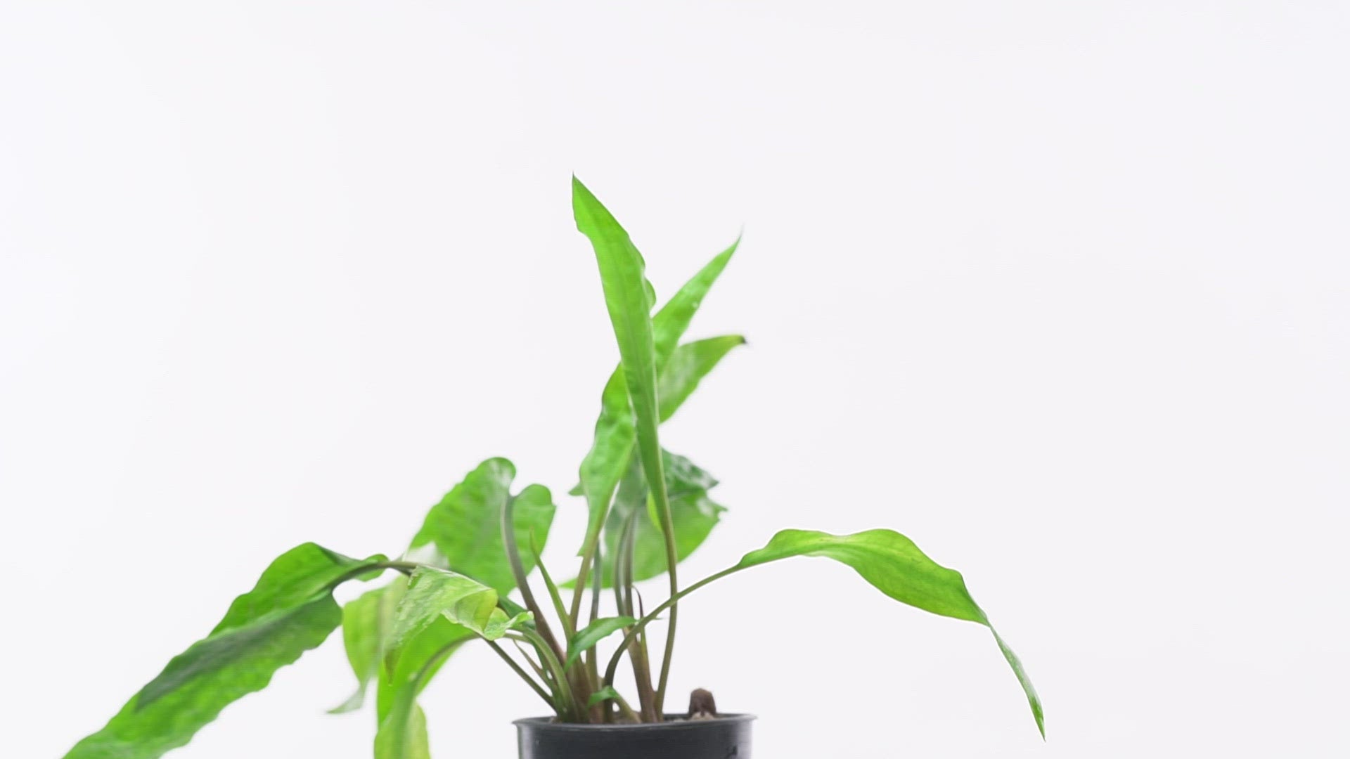 Shop Cryptocoryne Usteriana Aquatic Plants - Glass Aqua