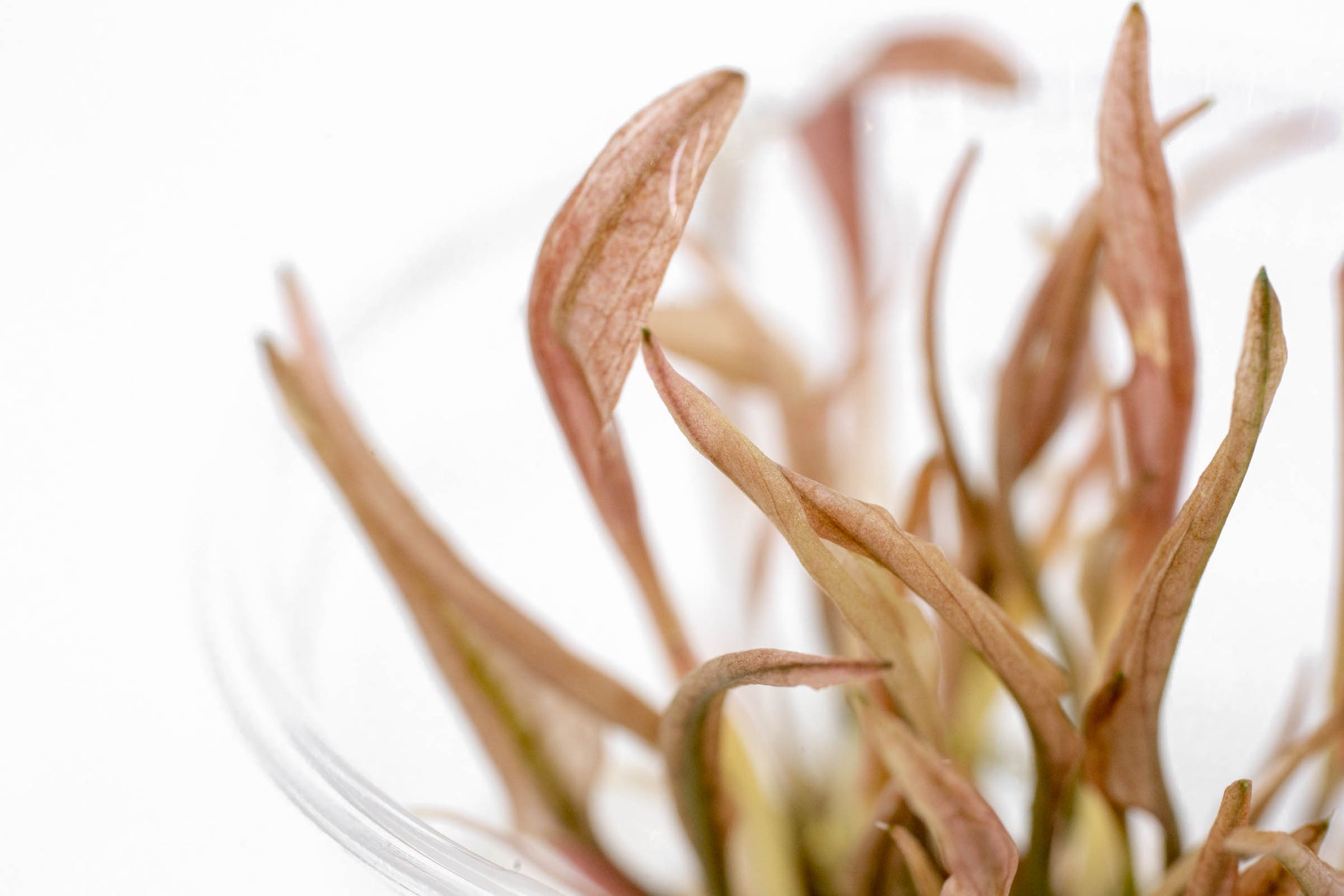 Shop Cryptocoryne Flamingo Tissue Culture Aquatic Plants - Glass Aqua