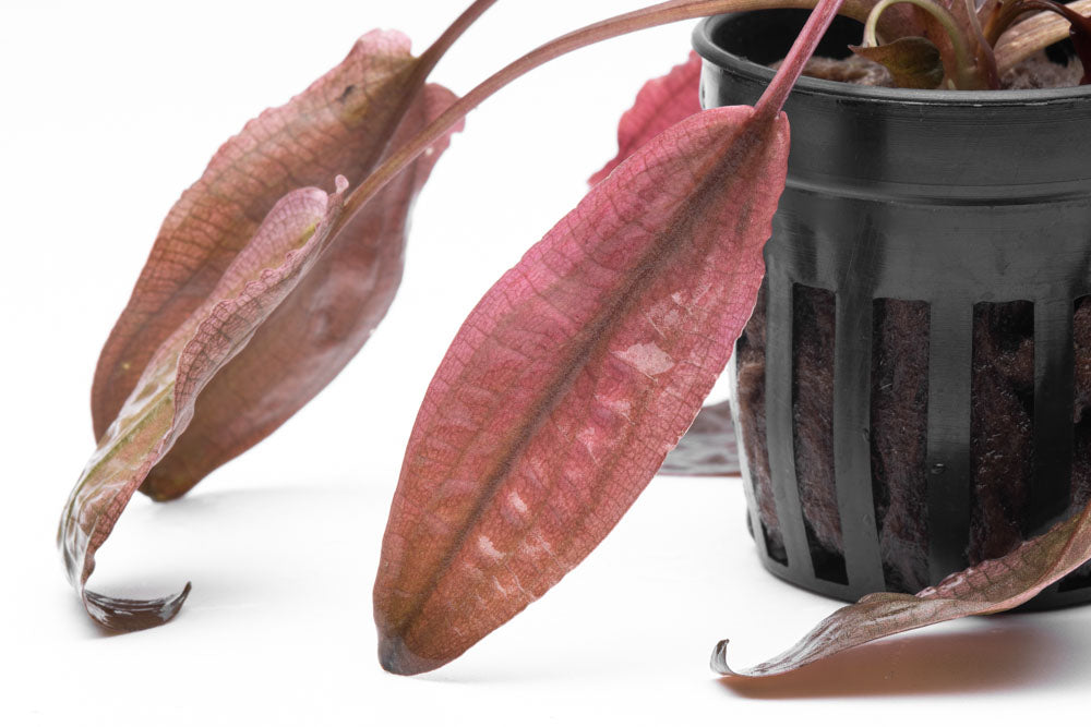 Shop Cryptocoryne Flamingo Aquatic Plants - Glass Aqua