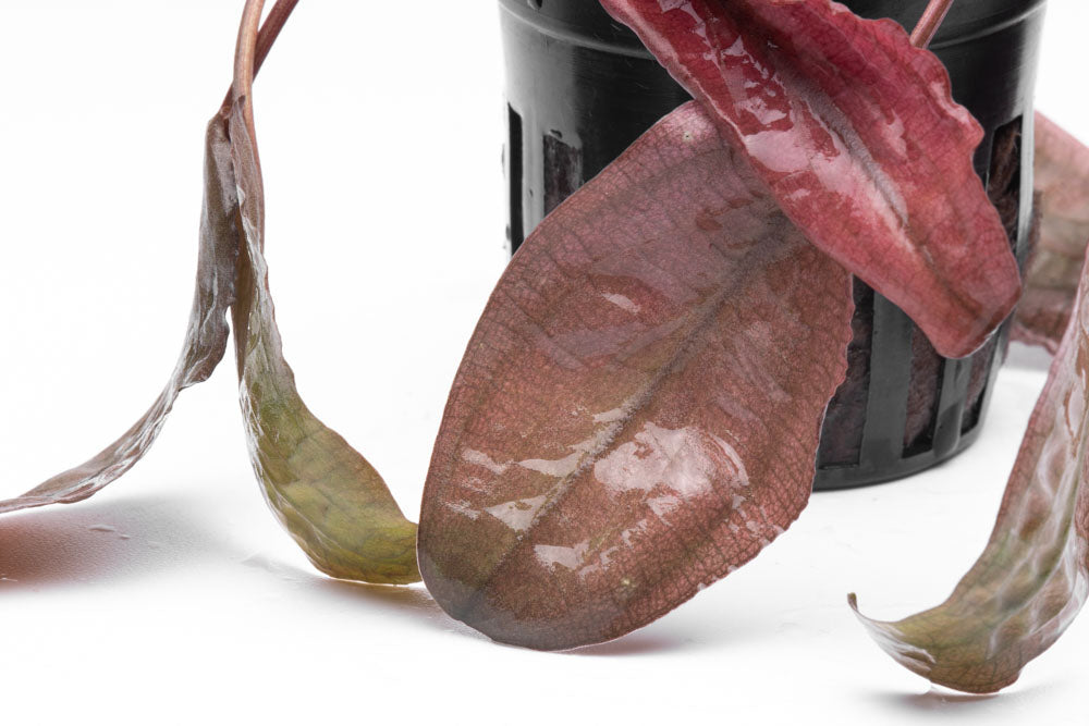 Shop Cryptocoryne Flamingo Aquatic Plants - Glass Aqua