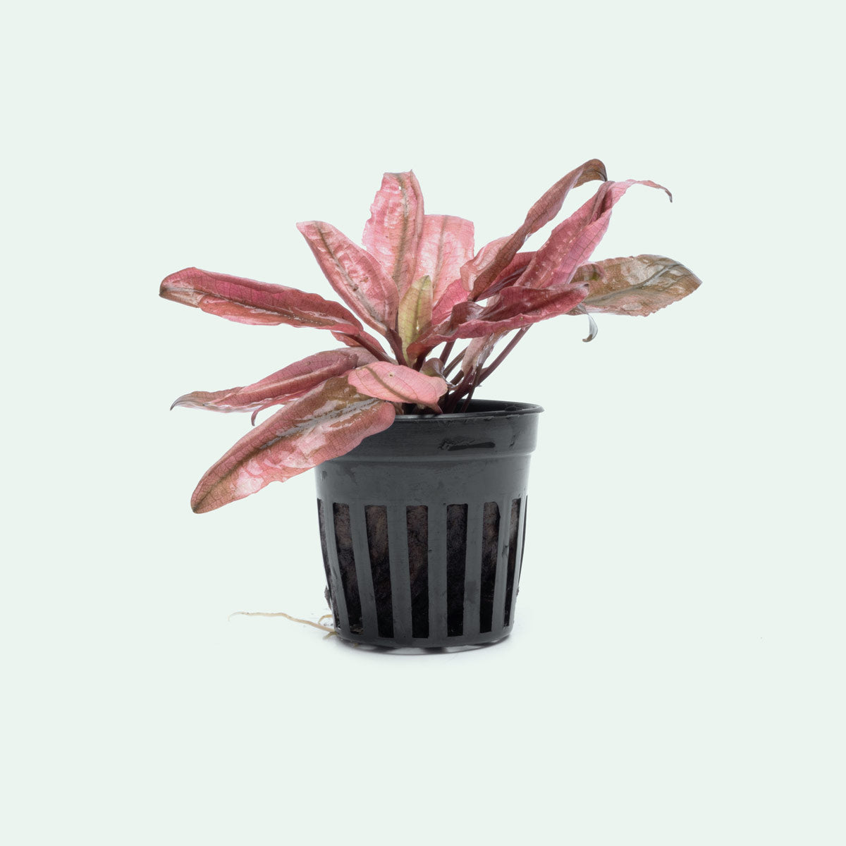 Shop Cryptocoryne Flamingo Aquatic Plants - Glass Aqua