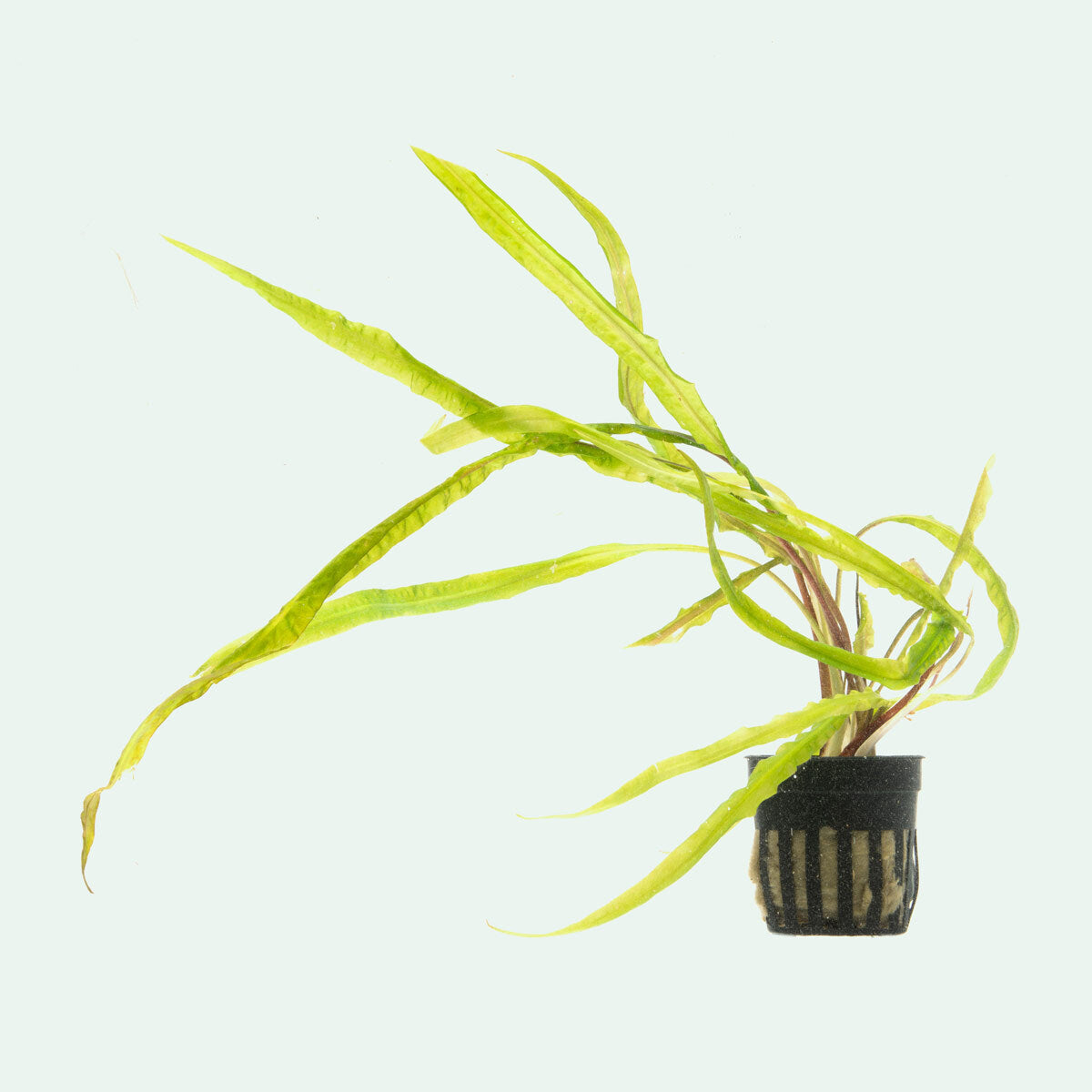 Cryptocoryne Crispatula Balansae Aquatic Plant for Planted Tank