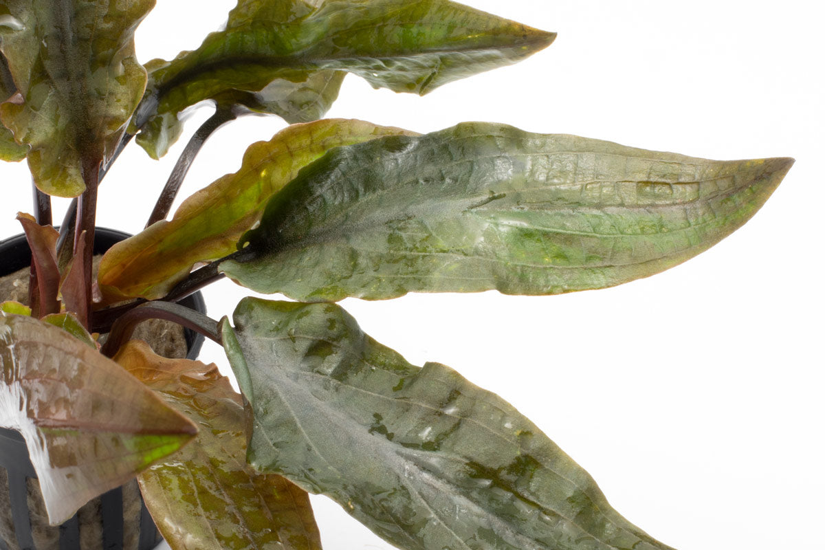 Shop Cryptocoryne Hudoroi Aquatic Plants - Glass Aqua