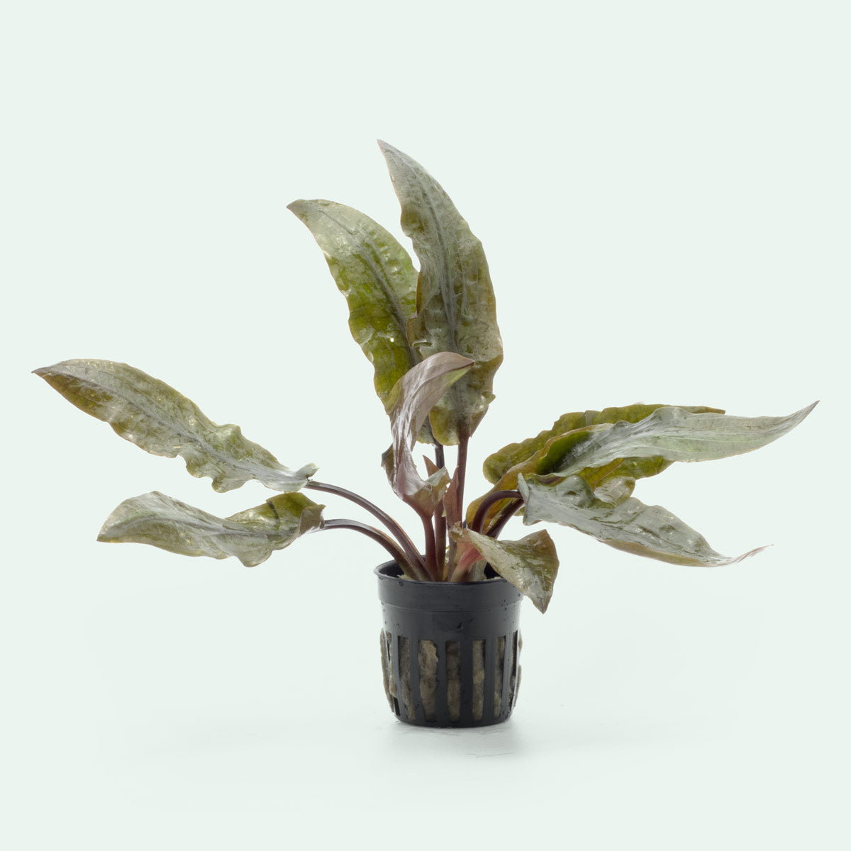 Shop Cryptocoryne Hudoroi Aquatic Plants - Glass Aqua