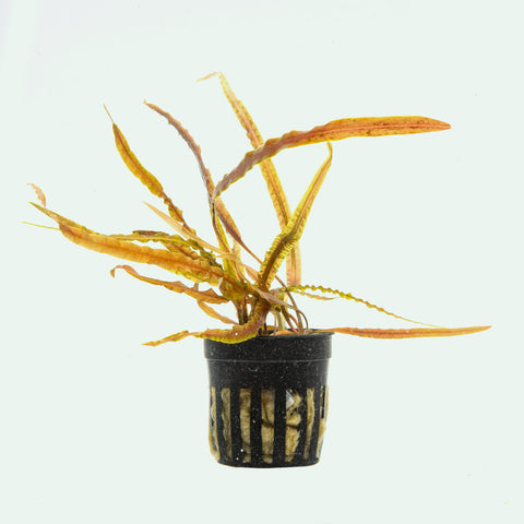 Cryptocoryne Retrospiralis Aquatic Plant for Planted Aquarium Tank