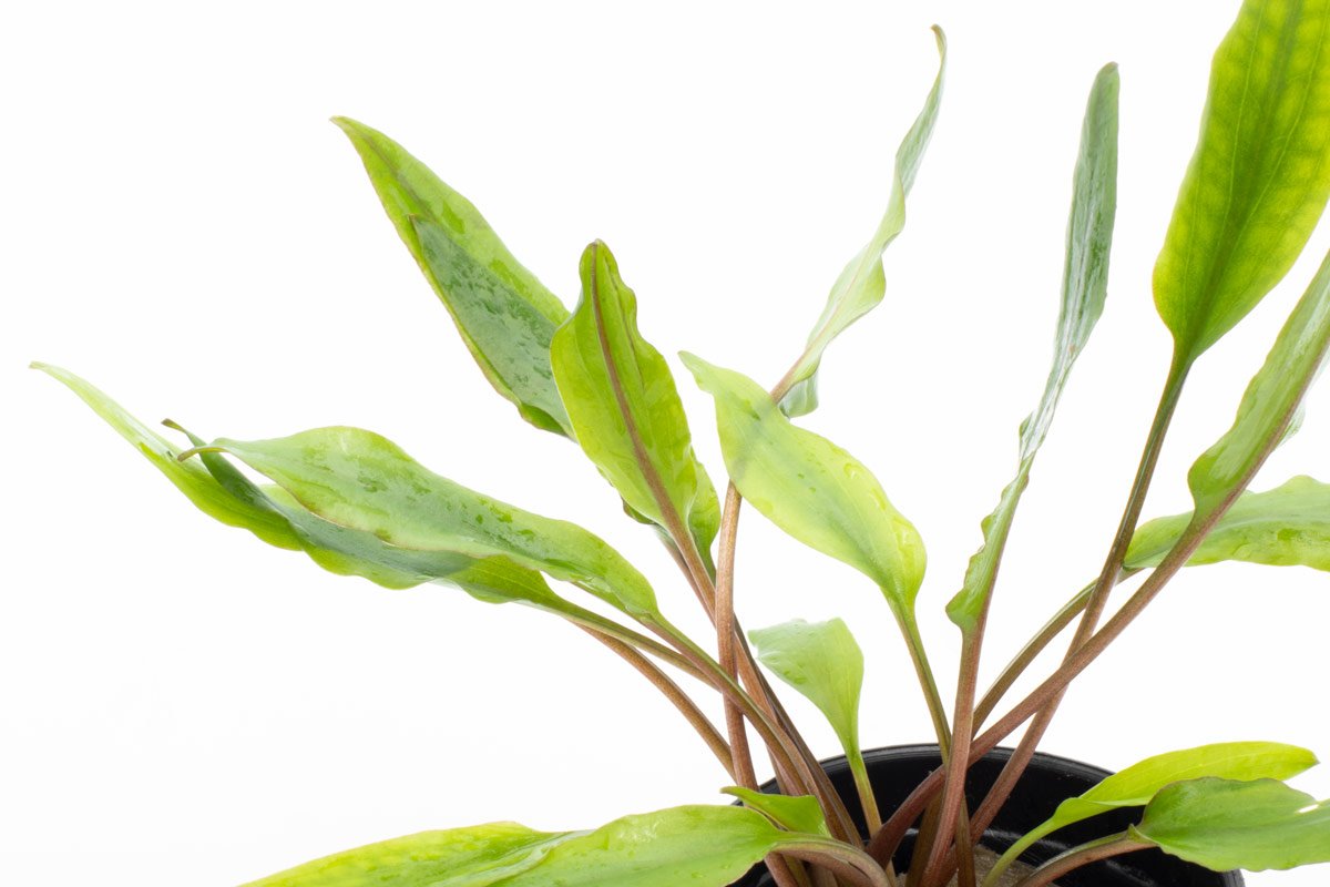 Shop Cryptocoryne Sri Lanka Aquatic Plants - Glass Aqua