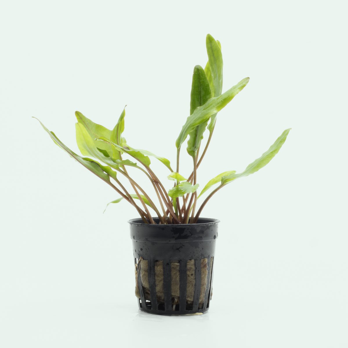 Shop Cryptocoryne Sri Lanka Aquatic Plants - Glass Aqua