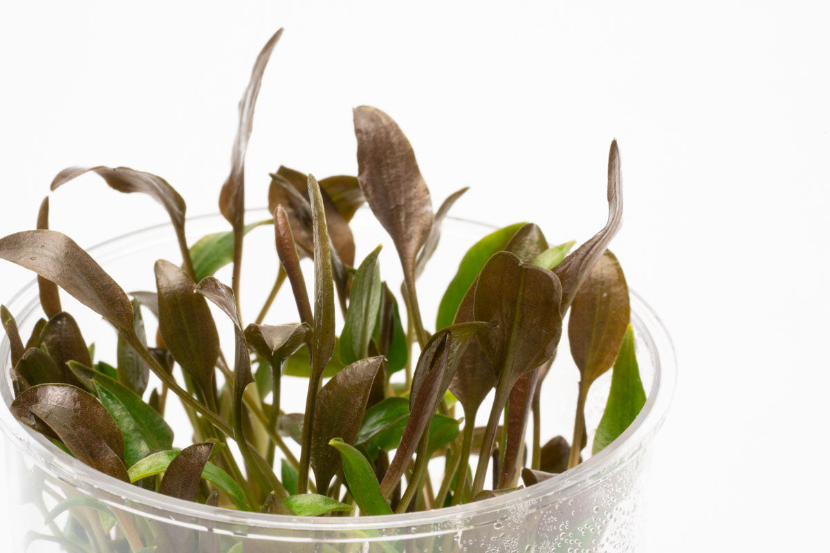 Shop Cryptocoryne Undulatus Tissue Culture Aquatic Plants - Glass Aqua