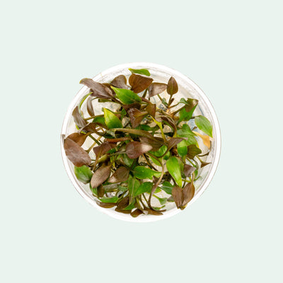 Shop Cryptocoryne Undulatus Tissue Culture Aquatic Plants - Glass Aqua
