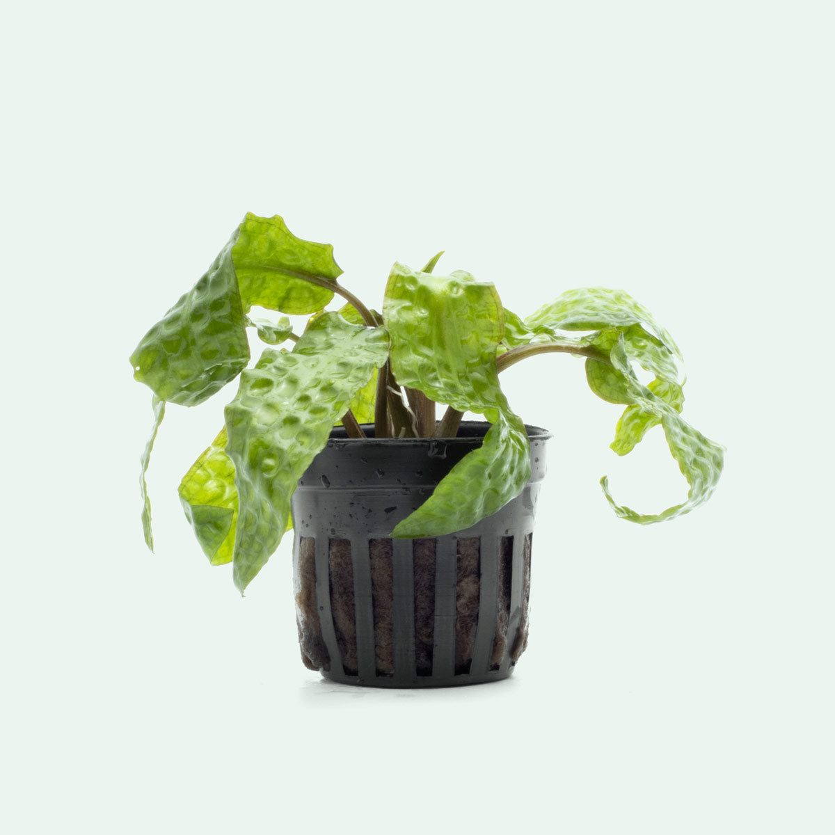 Shop Cryptocoryne Usteriana Aquatic Plants - Glass Aqua