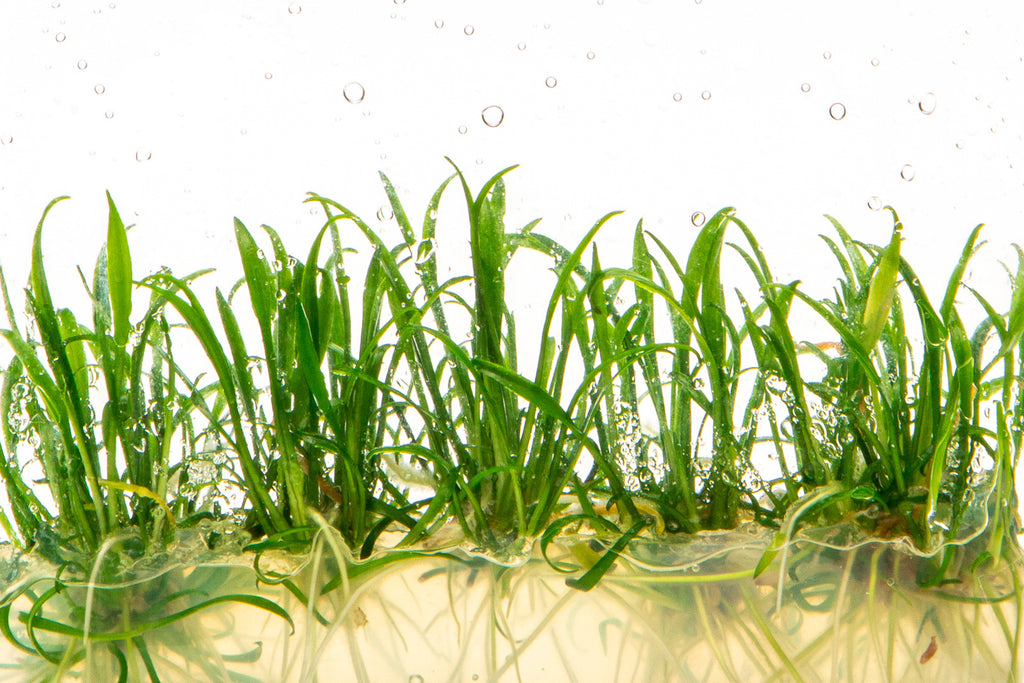 Cryptocoryne Parva - Glass Aqua