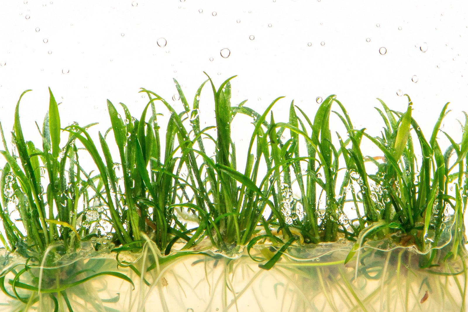 Cryptocoryne Parva - Glass Aqua