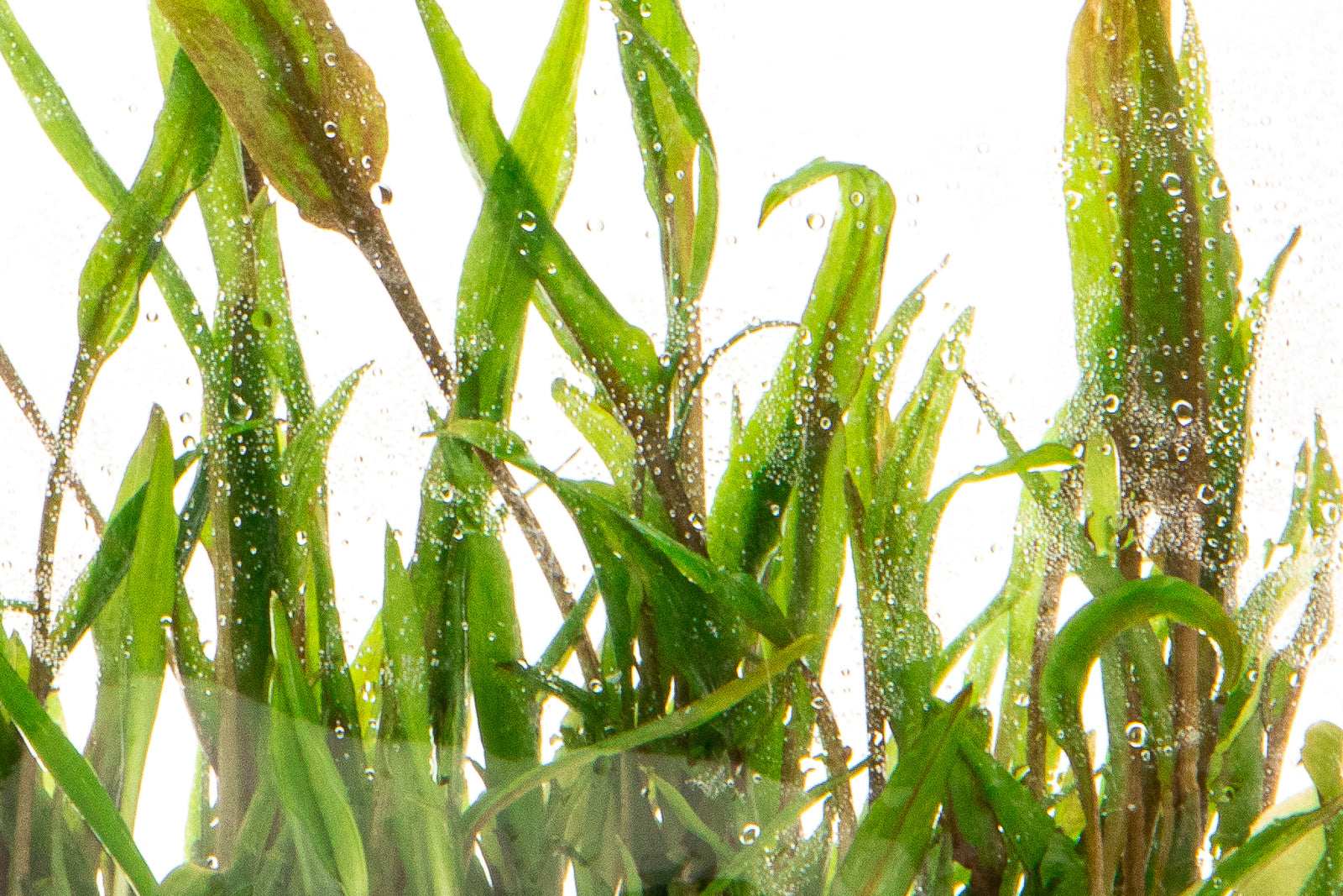 Cryptocoryne Wendtii Green - Glass Aqua