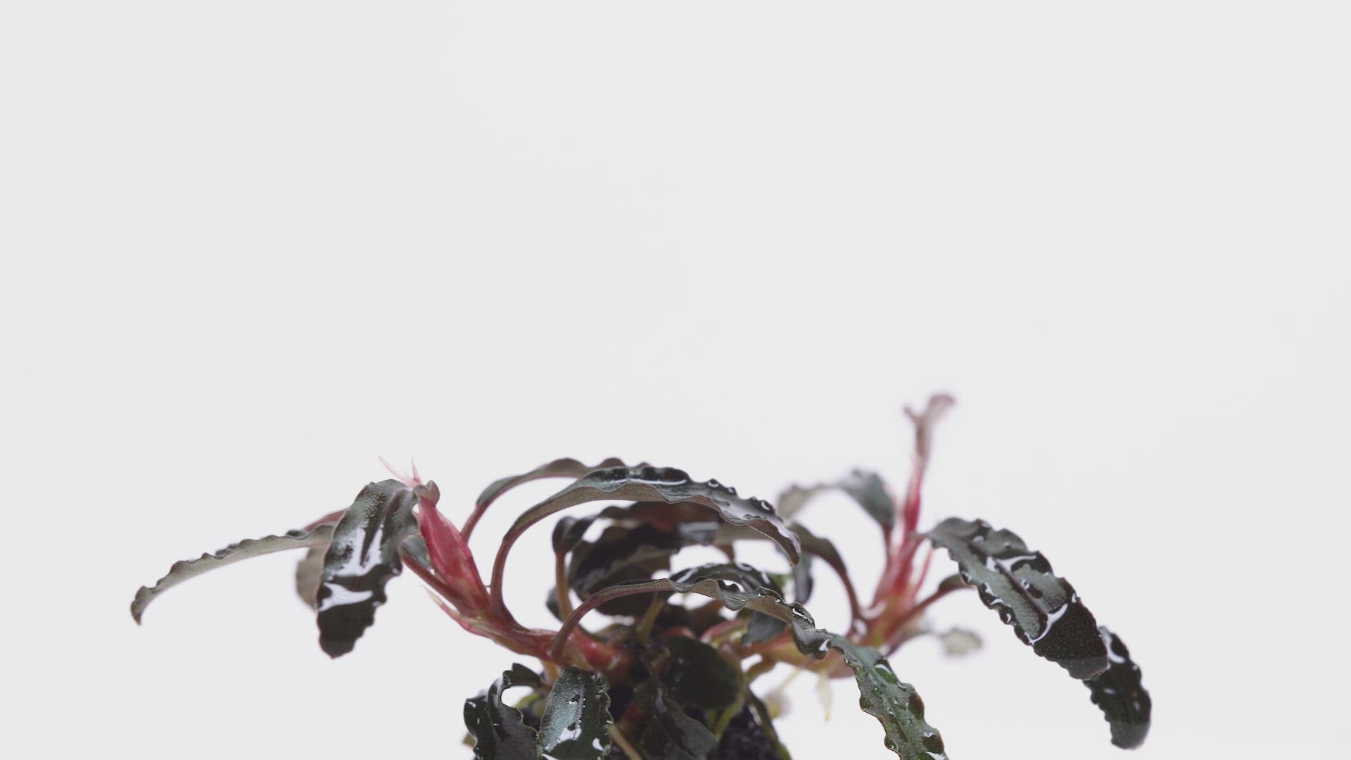 Bucephalandra Godzilla - Live Aquarium Decor | Glass Aqua