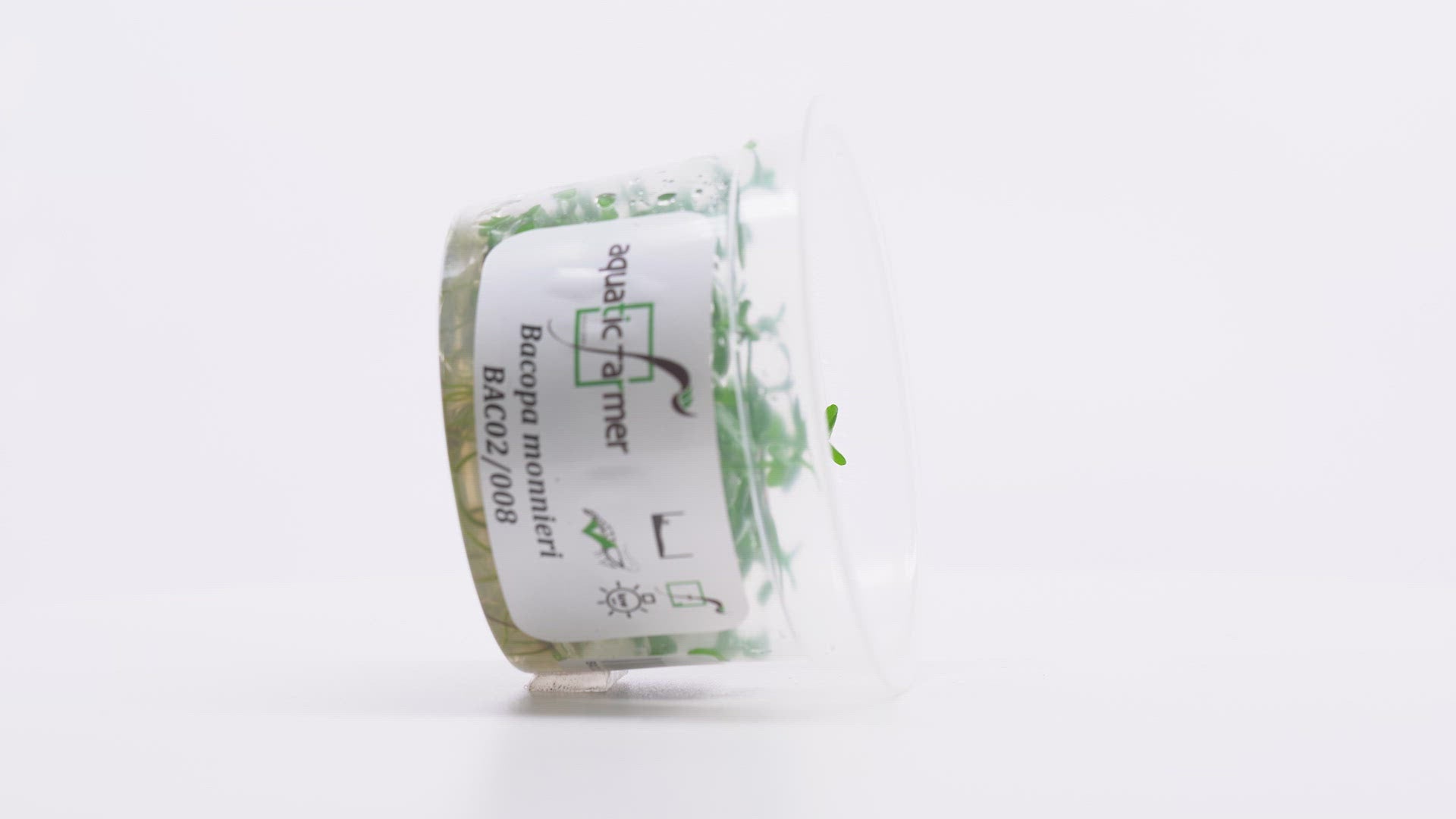 Shop Bacopa Monnieri Aquatic Plants - Glass Aqua