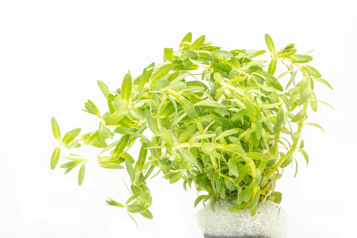 Didiplis Diandra - Glass Aqua