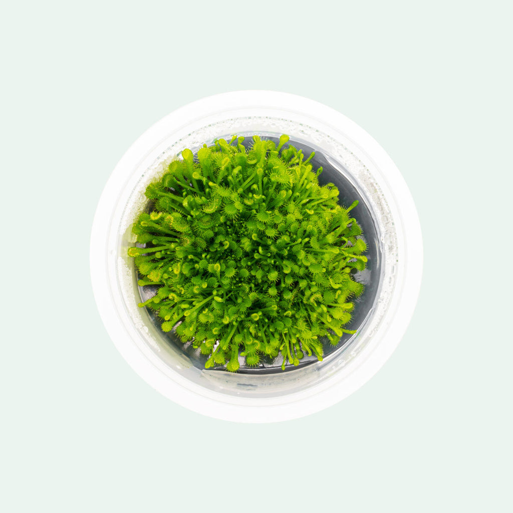 sundew plant terrarium Drosera Rotundifolia - Live Sundew