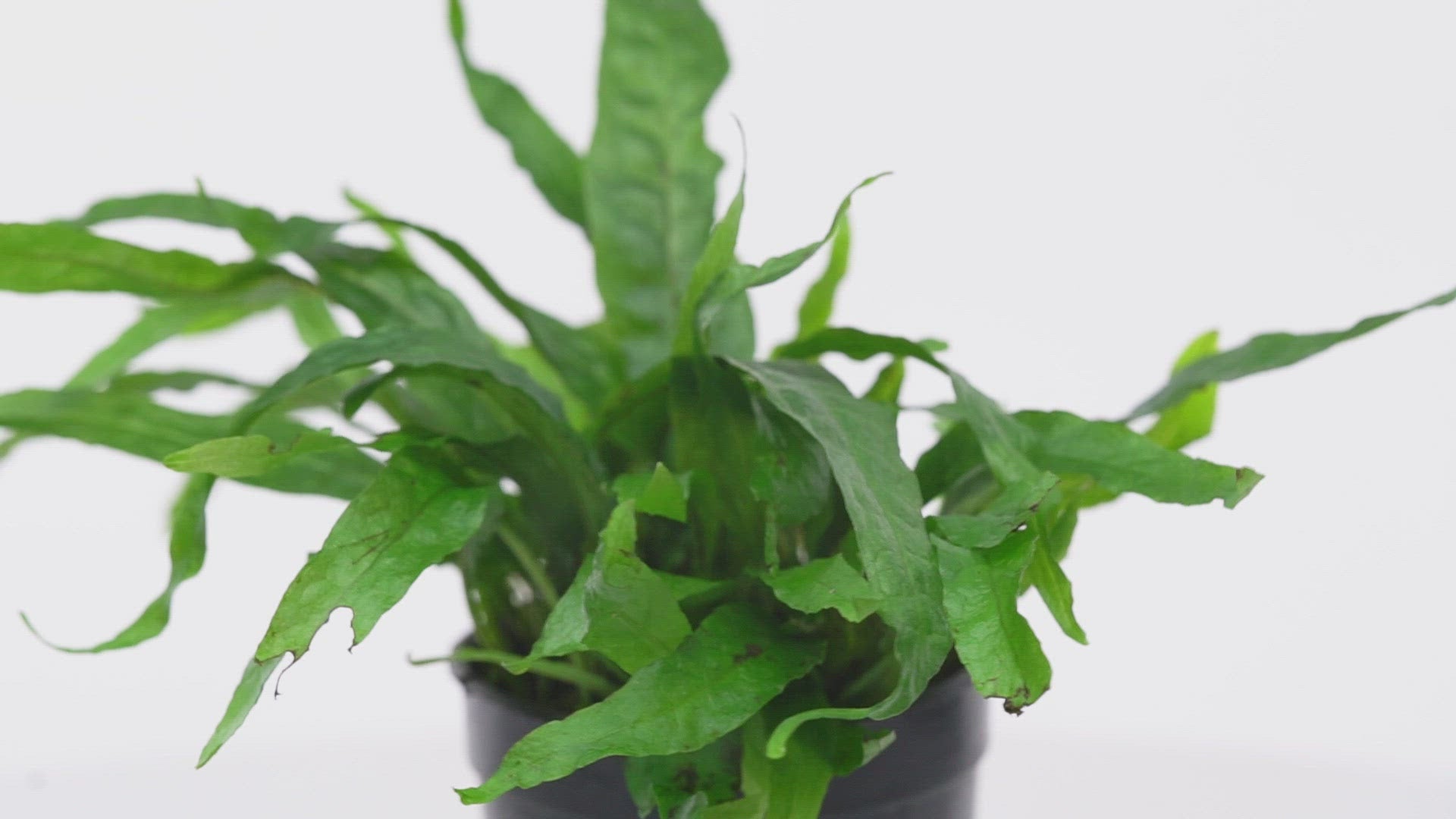 Shop Microsorum Pteropus Narrow Leaf Mini Aquatic Plants - Glass Aqua