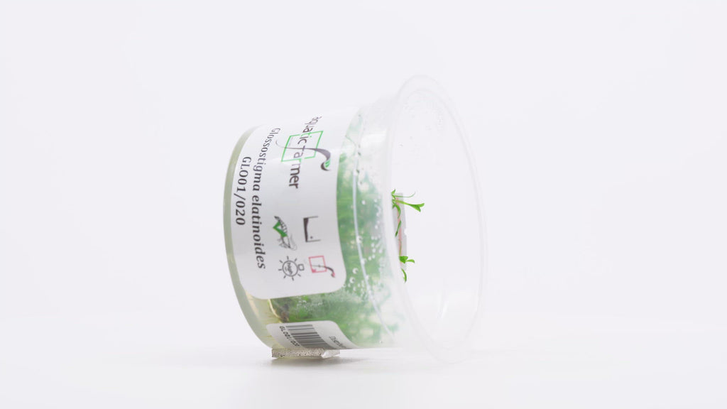 Glossostigma Elatinoides - Glass Aqua