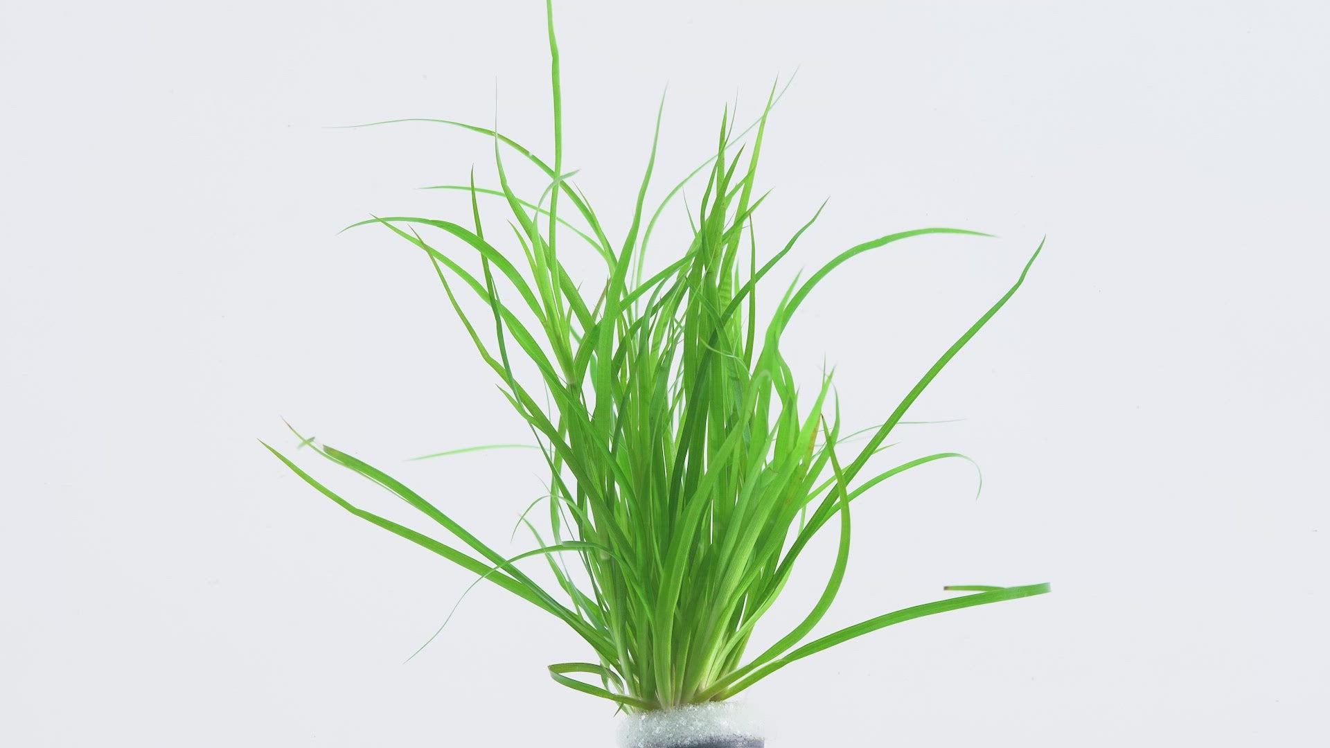 Shop Juncus Repens Aquatic Plants - Glass Aqua