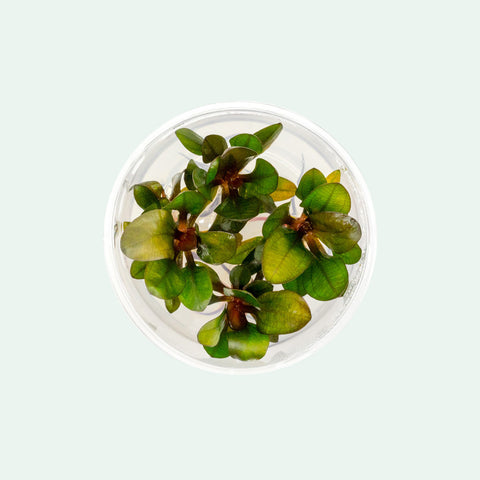 Shop Echinodorus Baby Bear Aquatic Plants - Glass Aqua