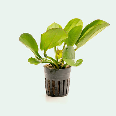 Echinodorus Harbich Amazon Sword Easy Beginner Aquarium Plant