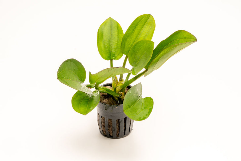 Echinodorus Harbich Amazon Sword Easy Beginner Aquarium Plant