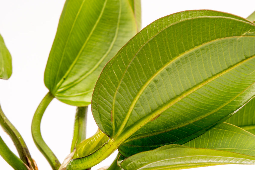 Echinodorus Harbich Amazon Sword Easy Beginner Aquarium Plant