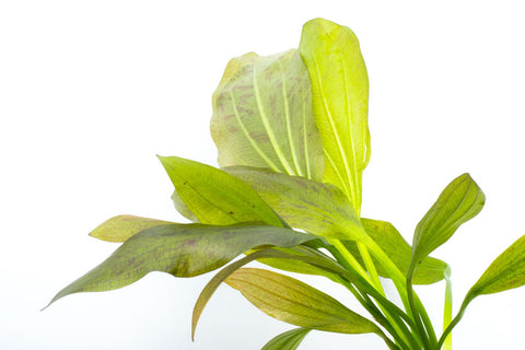 Shop Echinodorus Ozelot Green Aquatic Plants - Glass Aqua
