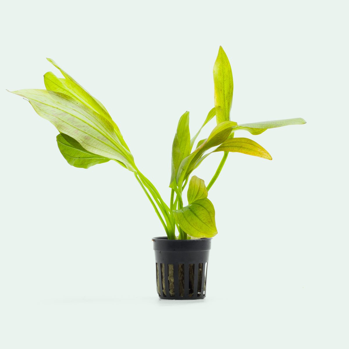 Shop Echinodorus Ozelot Green Aquatic Plants - Glass Aqua