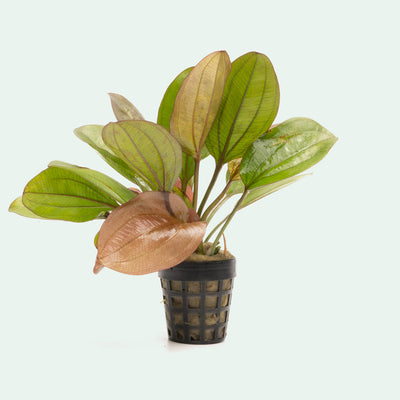 Echinodorus Red Flame Amazon Sword Easy Beginner Aquarium Plant