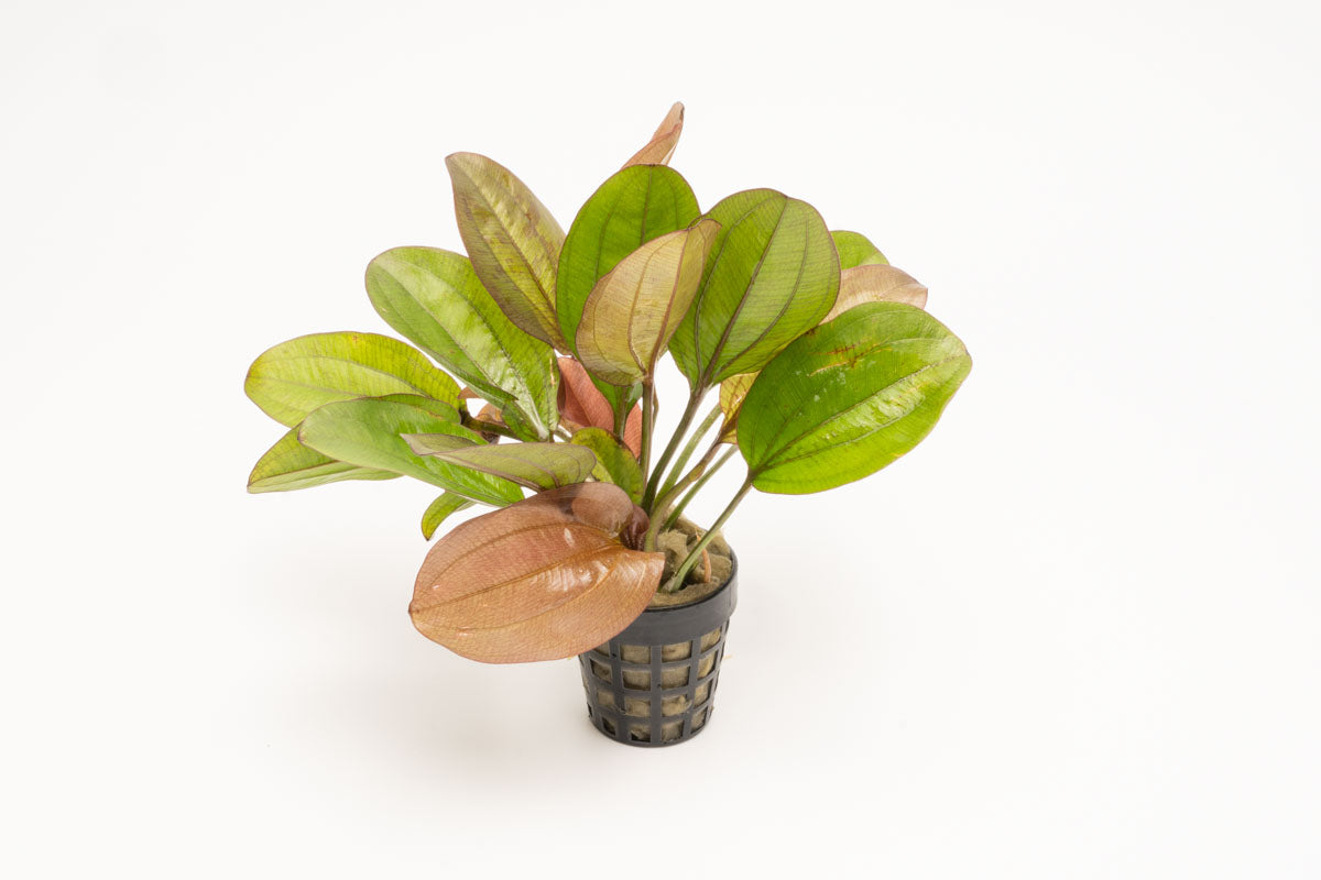 Echinodorus Red Flame Amazon Sword Easy Beginner Aquarium Plant