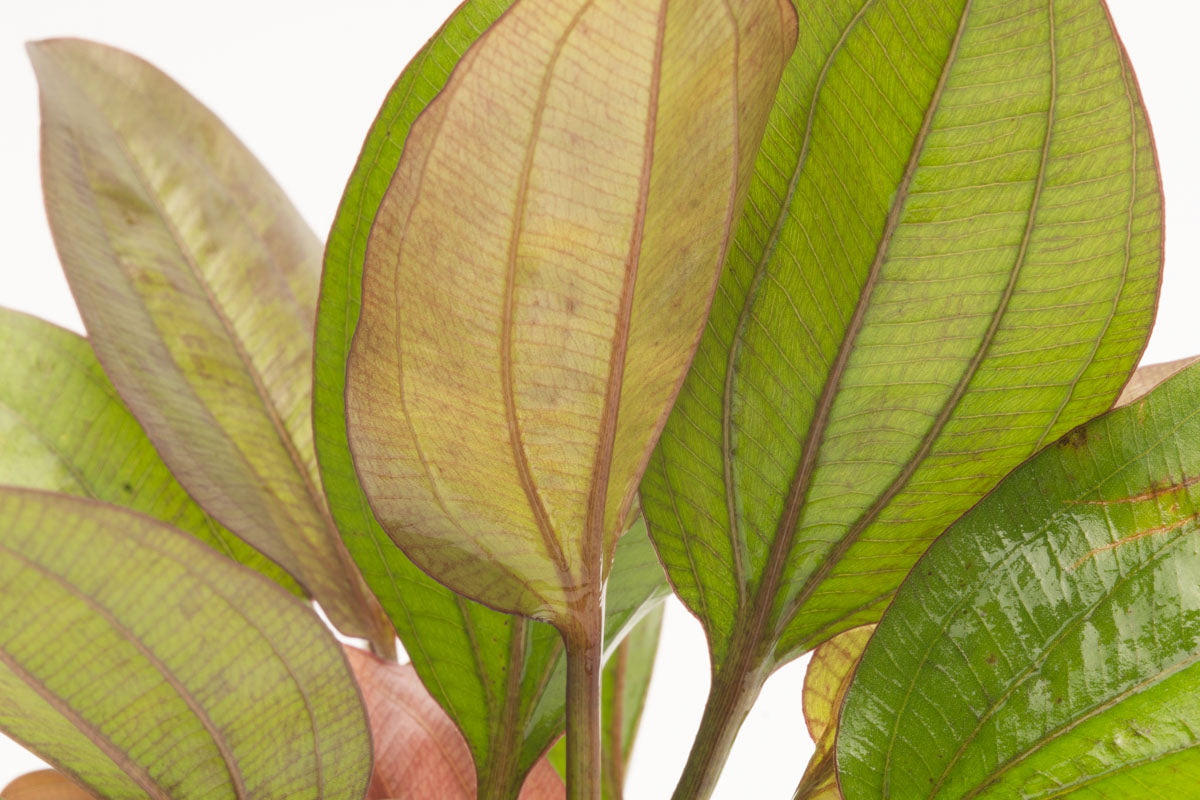 Echinodorus Red Flame Amazon Sword Easy Beginner Aquarium Plant