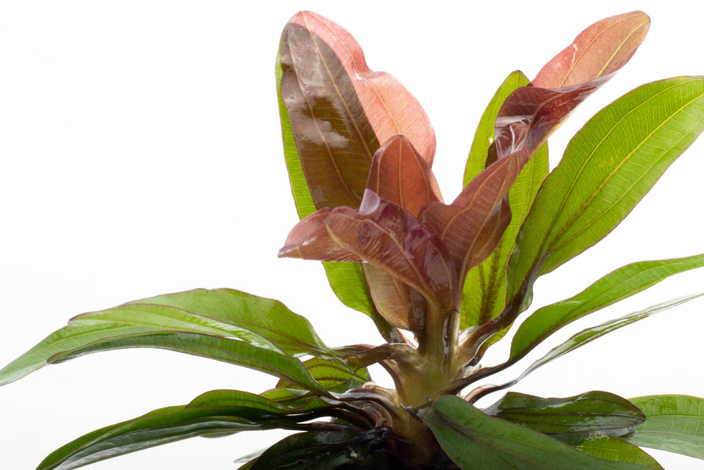 Shop Echinodorus Red Rubin Aquatic Plants - Glass Aqua
